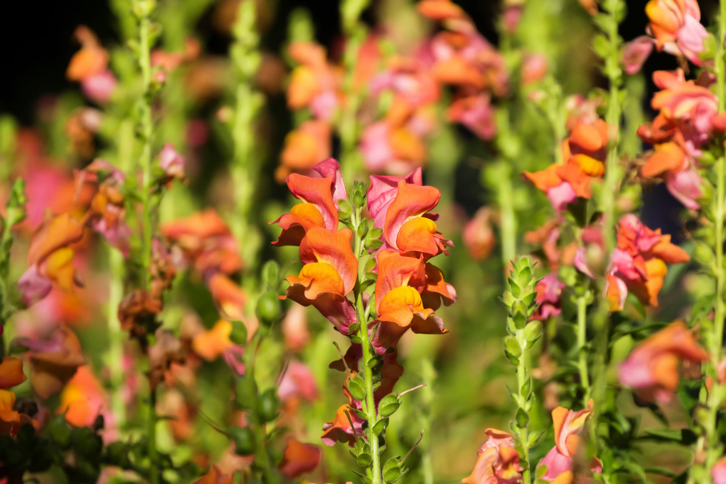 250 ORANGE WONDER SNAPDRAGON Antirrhinum Majus Flower Seeds