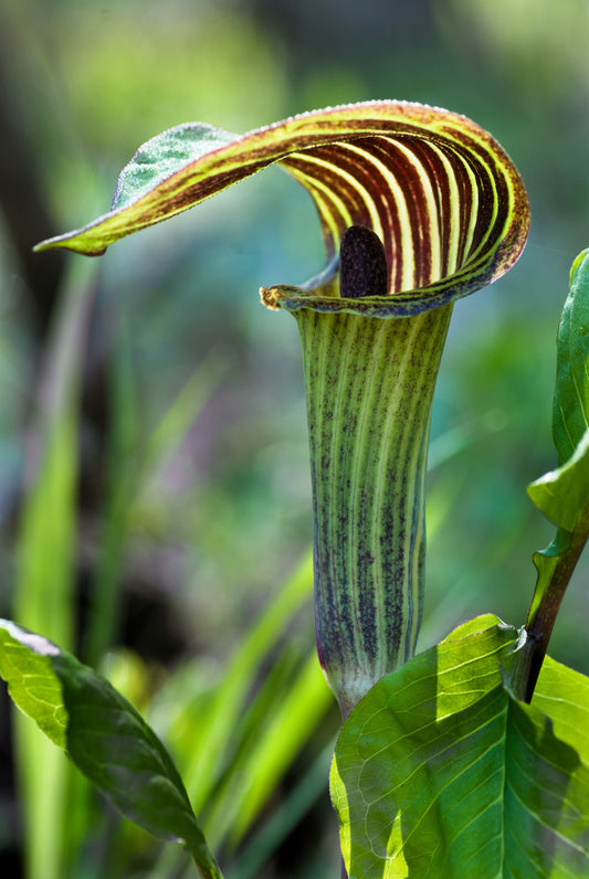 5 JACK IN THE PULPIT Arisaema Triphyllum Native Shade Flower Seeds