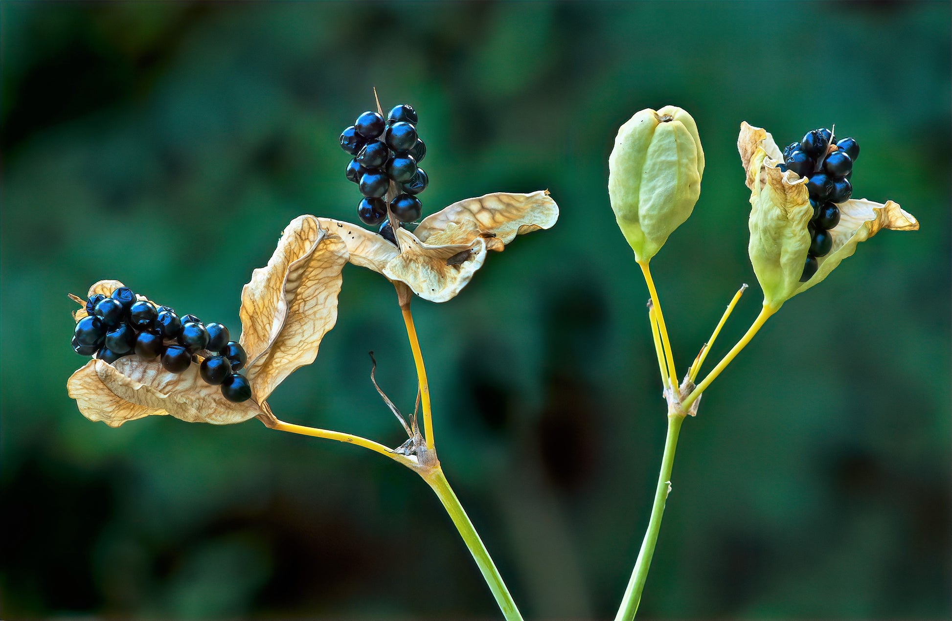 leopard plant seeds 10 FRECKLEFACE BLACKBERRY LILY (Leopard Lily) Belamcanda Chinensis Iri – Seedville USA