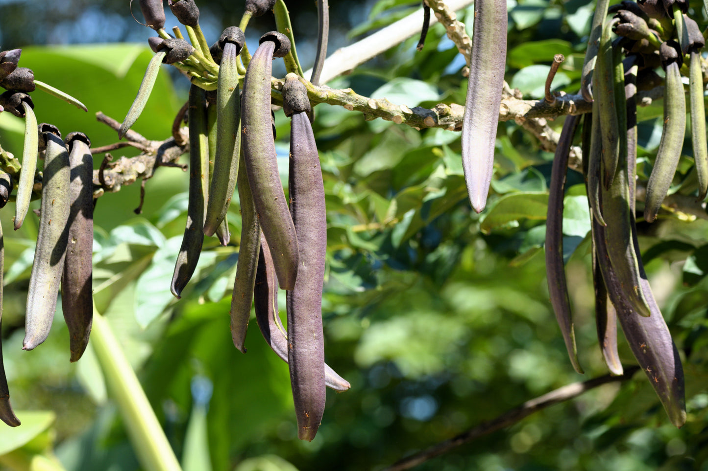 20 INDIAN TRUMPET Flower TREE (Midnight Horror / Broken Bones Plant / Tree of Damocles) Oroxylum Indicum Seeds