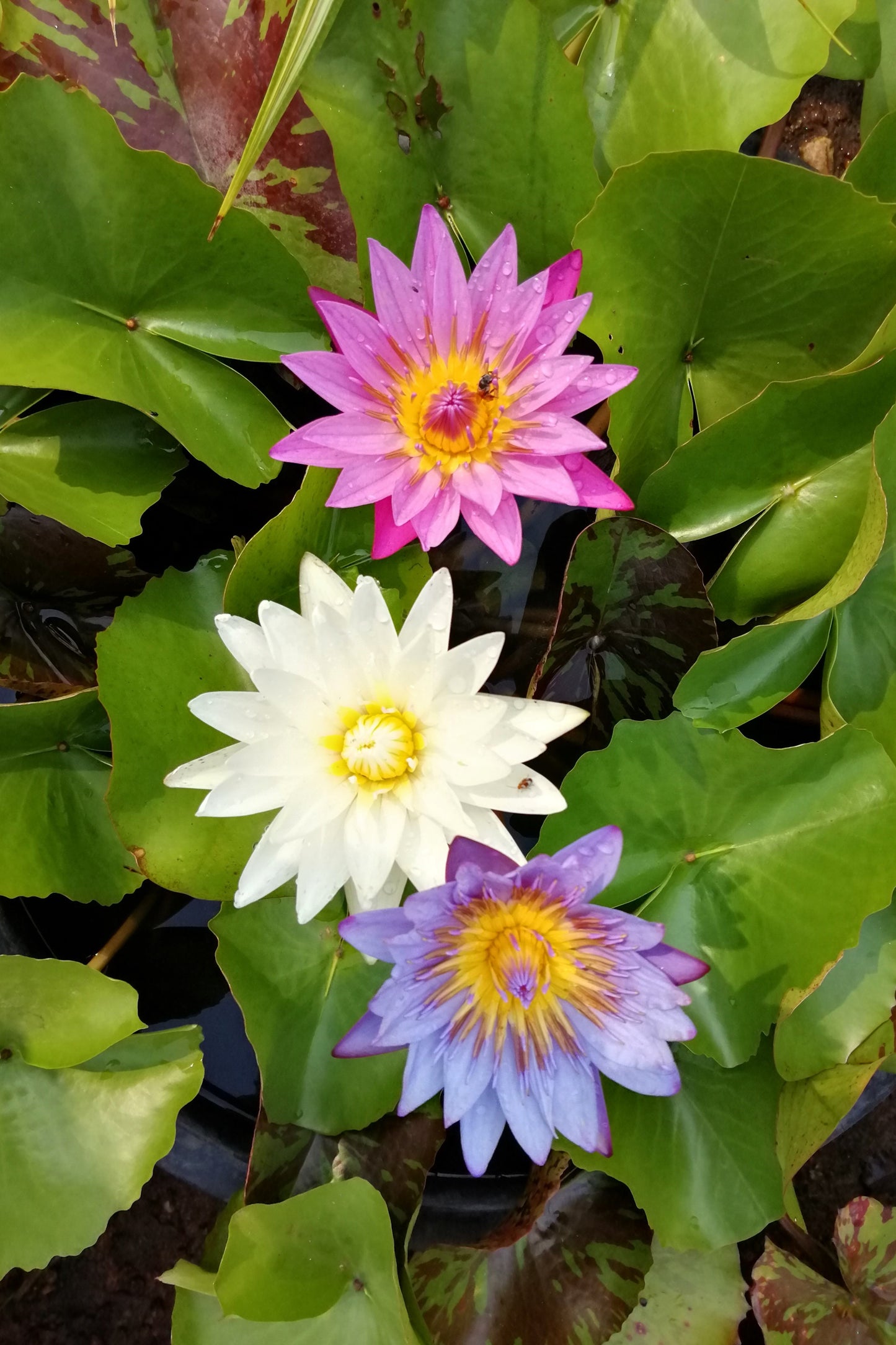 5 BOWL LOTUS Mixed Colors Dwarf Nelumbo Nucifera Aquatic Flower Seeds