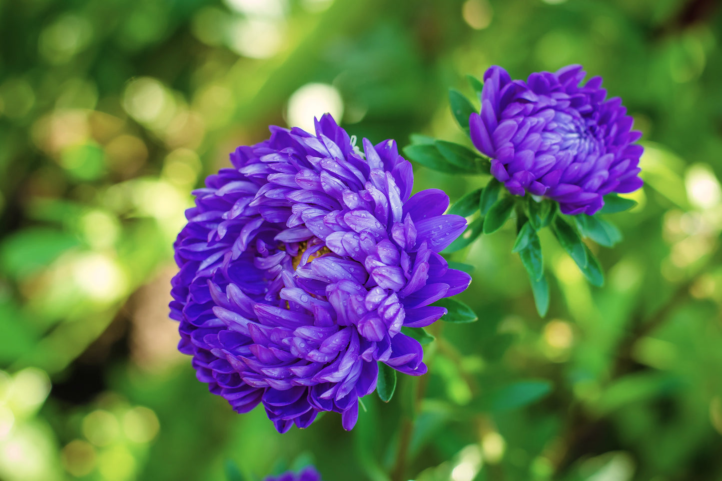 30 Duchess DARK BLUE PAEONY Aster French Peony Callistephus Flower Seeds