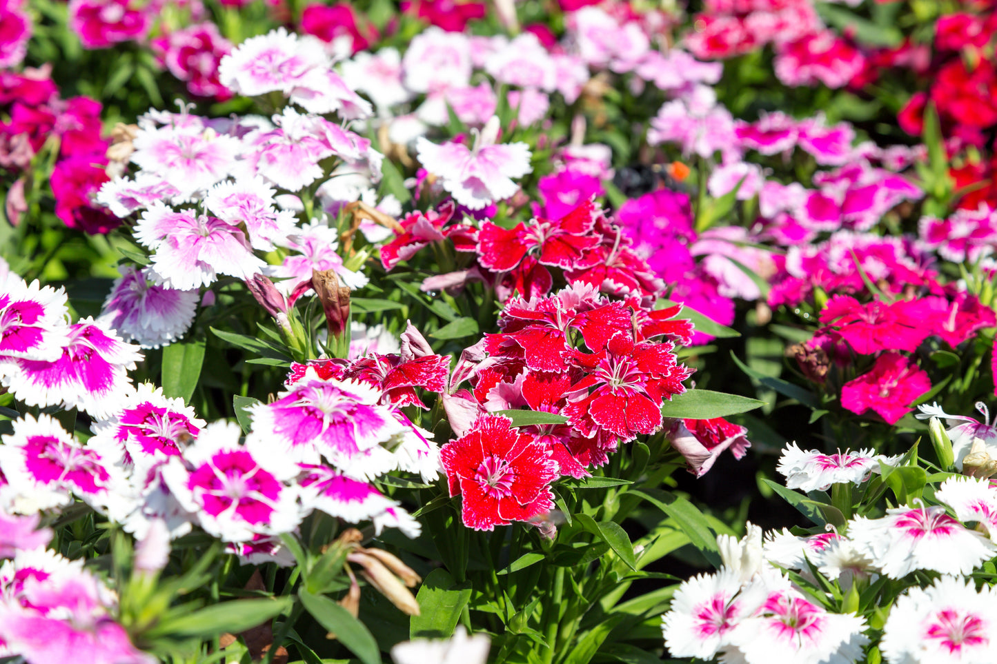 500 MIXED CHINESE PINKS China Rainbow Pink Dianthus Chinensis Bicolor Flower Seeds