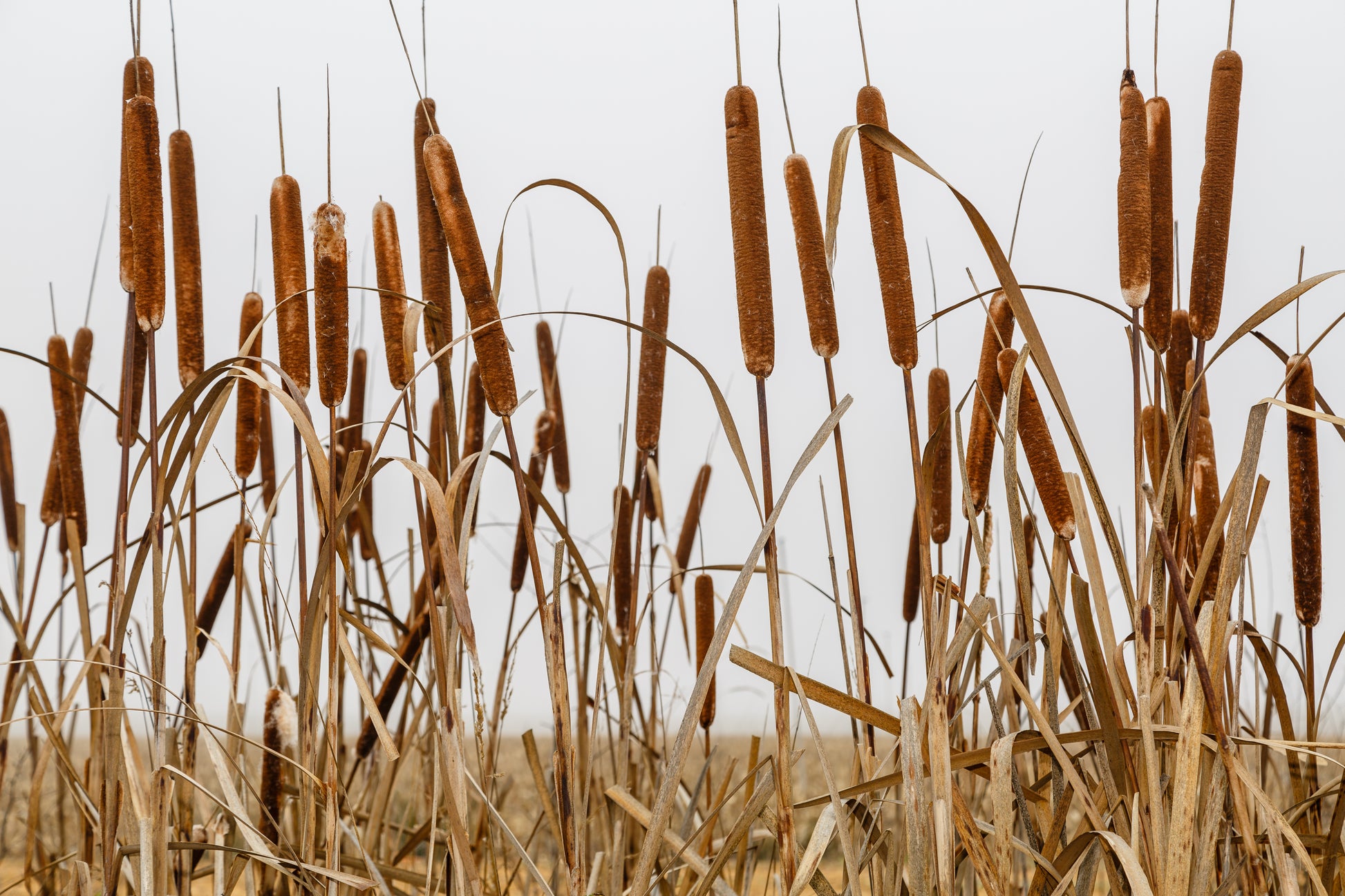 planting cattail seeds 50 CATTAILS Cat Tails Typha Latifolia Water Pond Grass Flower Seeds
