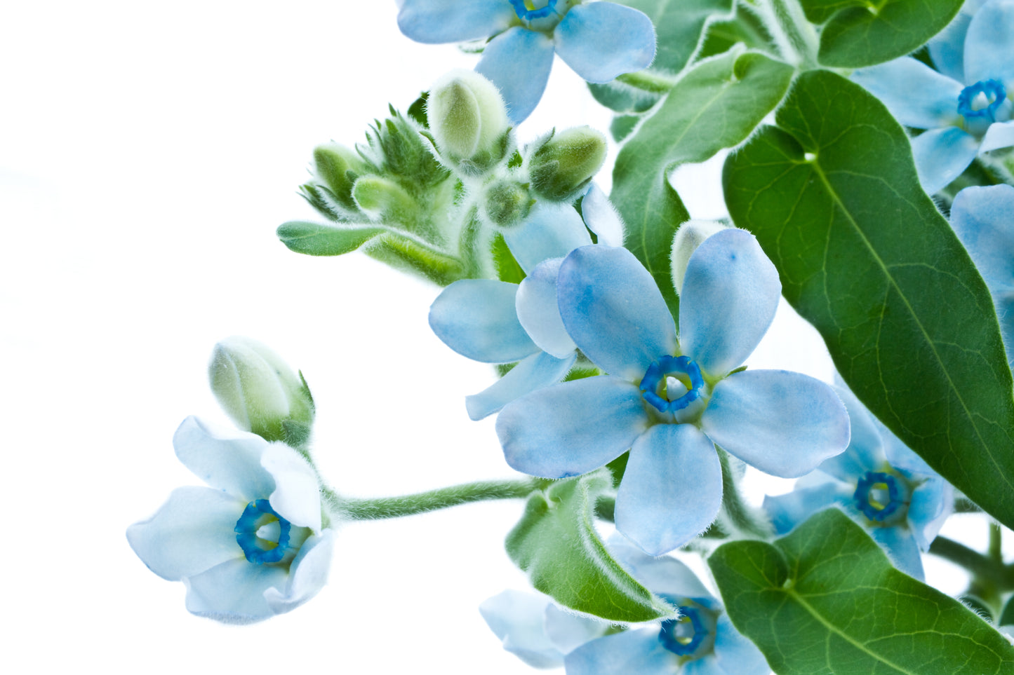 10 TWEEDIA BLUE MILKWEED Southern Star of Argentine Tweedia Caerulea syn. Oxypetalum Flower Vine Seeds