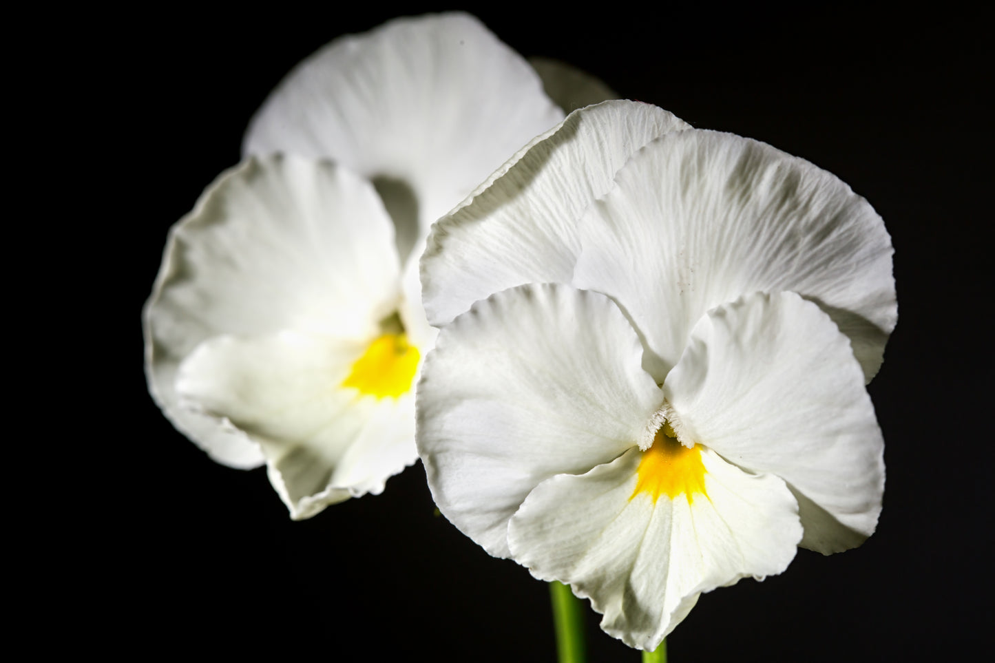 50 WHITE PANSY Clear Crystals Violet Viola Wittrockiana Flower Seeds