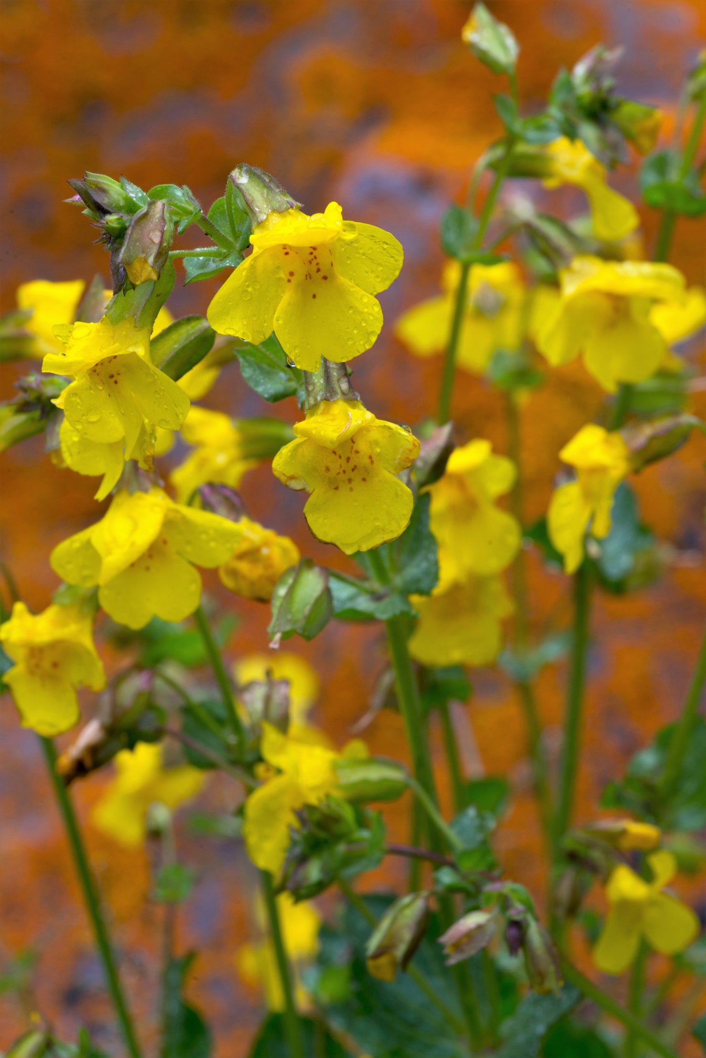 250 YELLOW MONKEY FLOWER Mimulus Grandiflorus Perennial Flower Seeds