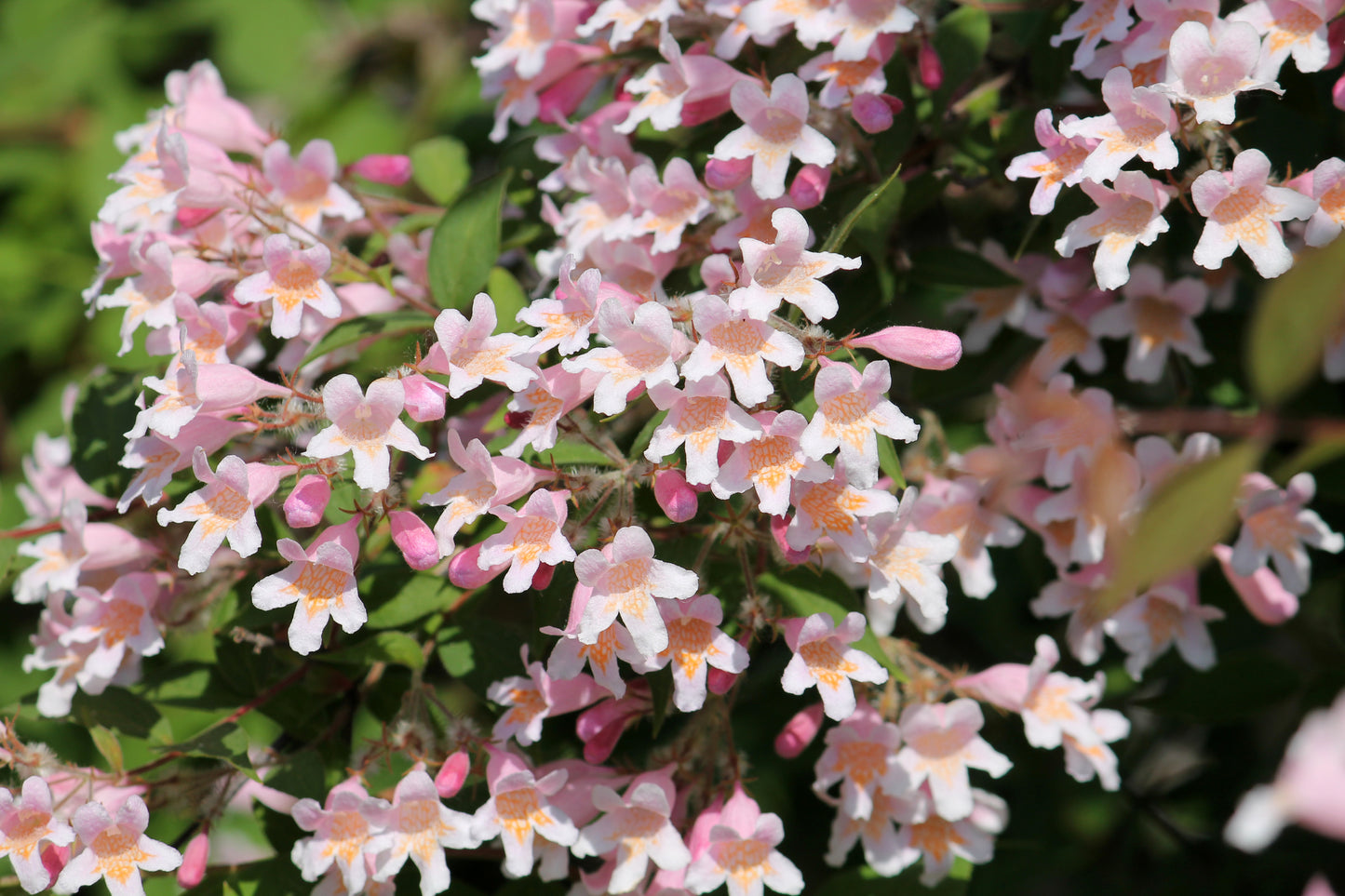 10 BEAUTY BUSH SHRUB Beautybush Kolkwitzia Amabilis Pink & White Flower Red Berry Seeds