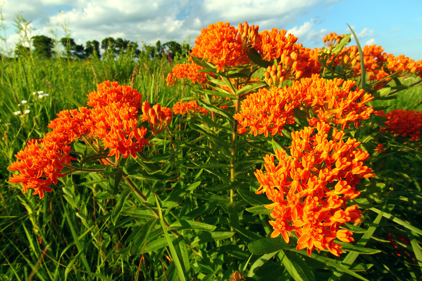 30 ORANGE BUTTERFLY MILKWEED Asclepias Tuberosa Flower Seeds