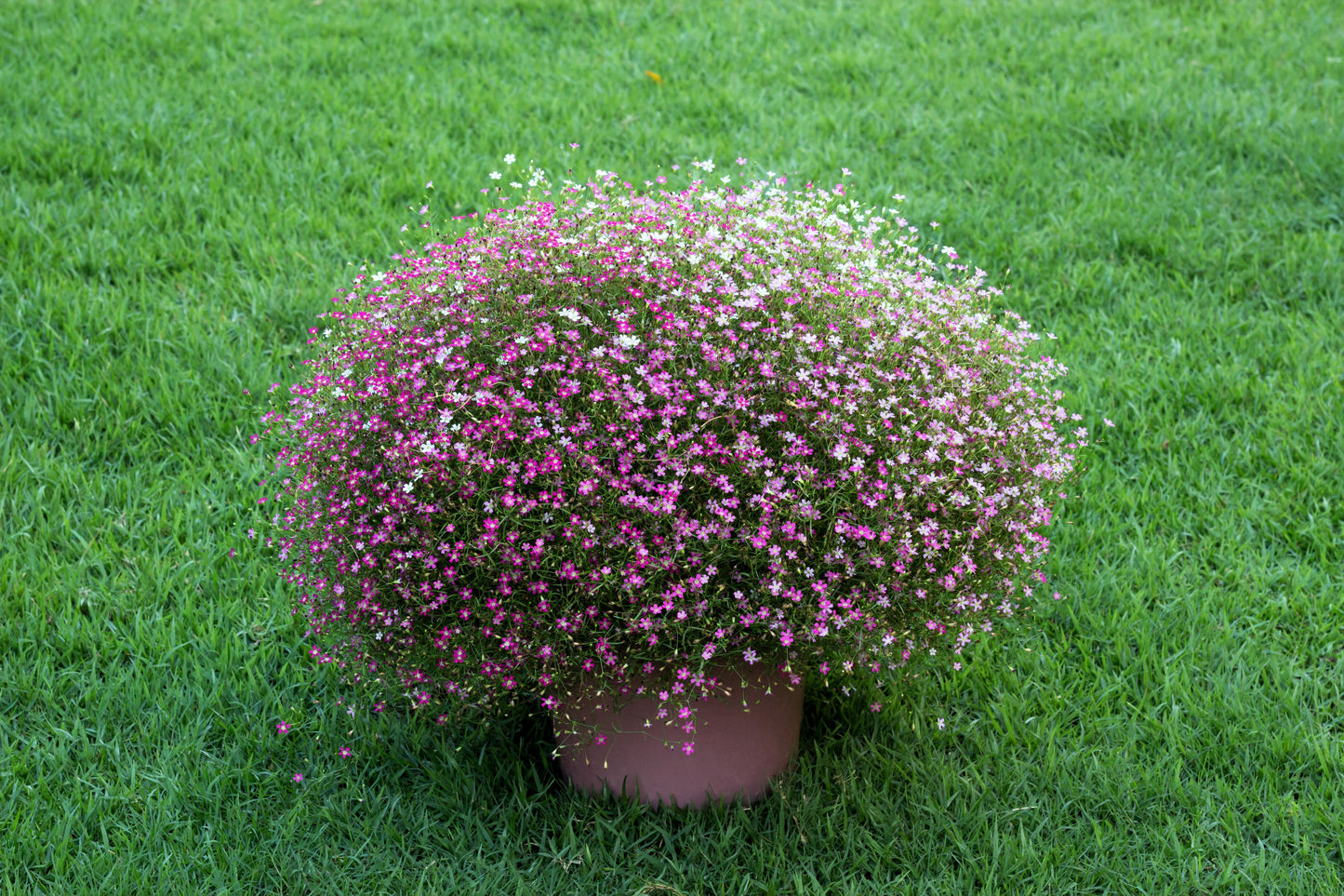 350 RED BABYS BREATH Gypsophila Elegans Baby's Breath Flower Seeds