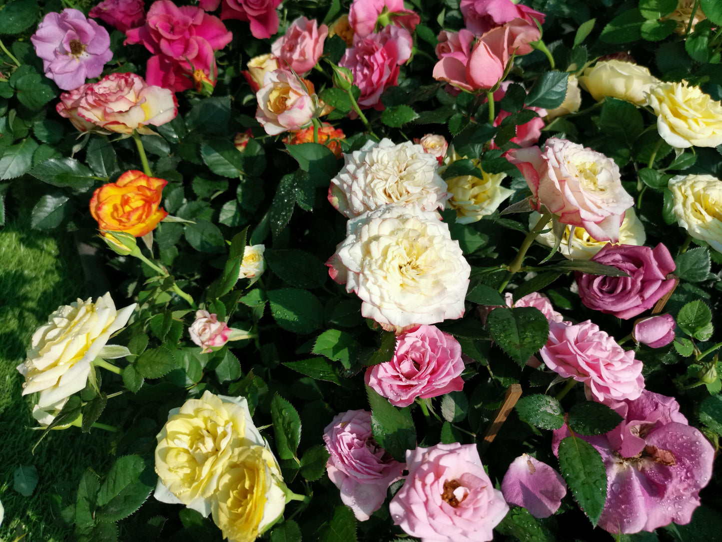 25 Mixed Colors ANGEL WINGS Miniature ROSE Bush Mix Rosa Chinensis Flo –  Seedville USA