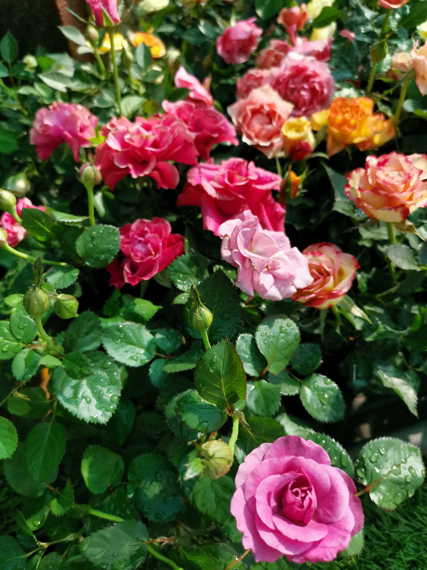miniature rose seeds 25 Mixed Colors ANGEL WINGS Miniature ROSE Bush Mix Rosa Chinensis Flower  Seeds