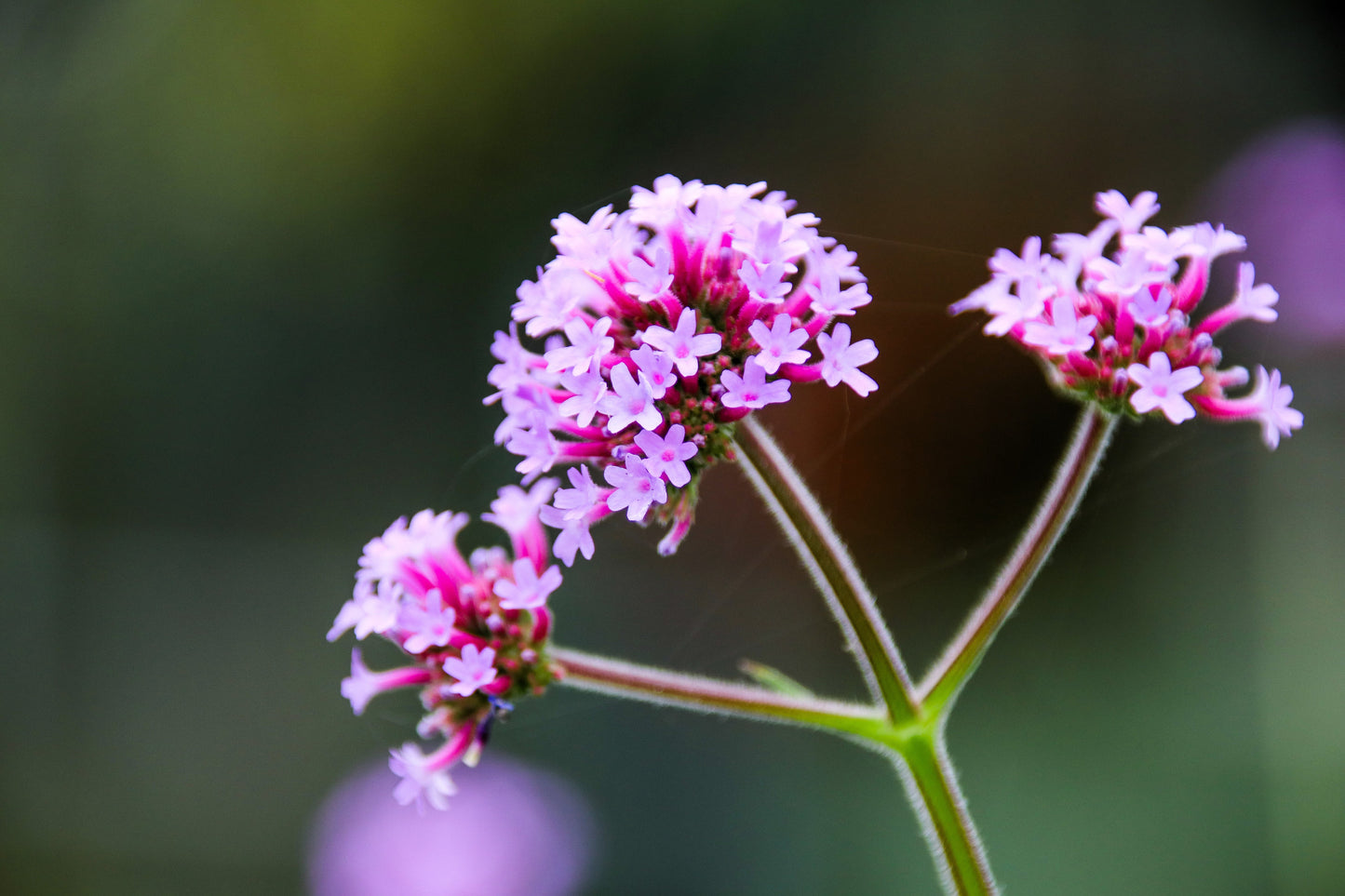 250 COMMON VERVAIN Verbena Officinalis European Herb Pink Purple Flower Seeds