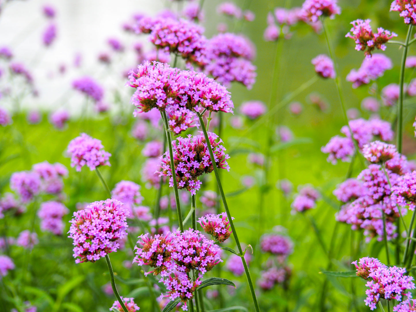 250 COMMON VERVAIN Verbena Officinalis European Herb Pink Purple Flower Seeds