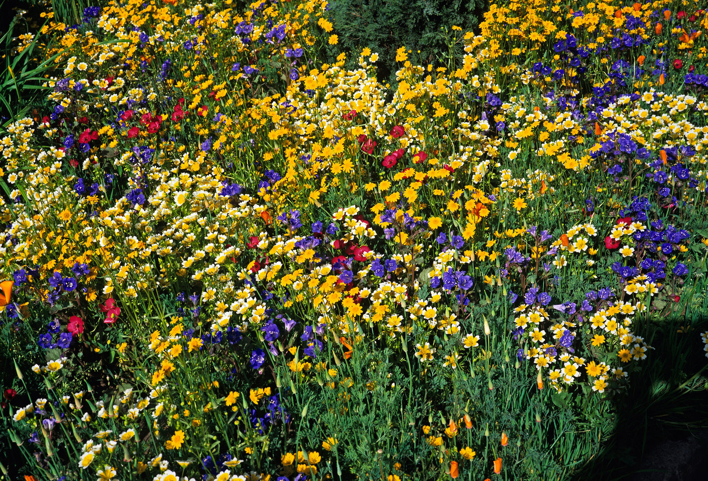 1500 CALIFORNIA SUNSHINE GOLDFIELDS Lasthenia Glabrata Yellow Flower Seeds