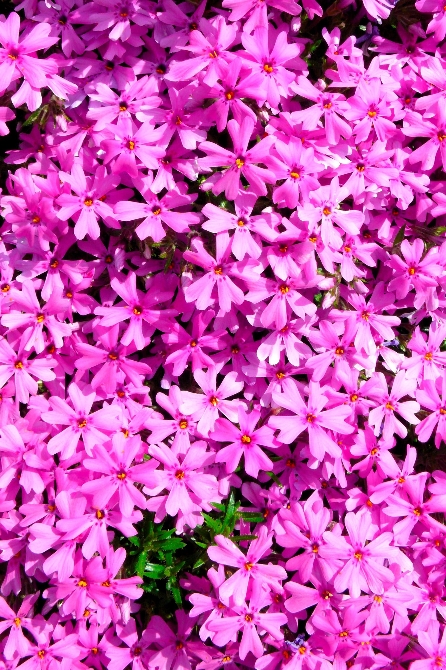 20 PRAIRIE PHLOX Pilosa Mixed Colors Pink Purple White Native Flower Seeds