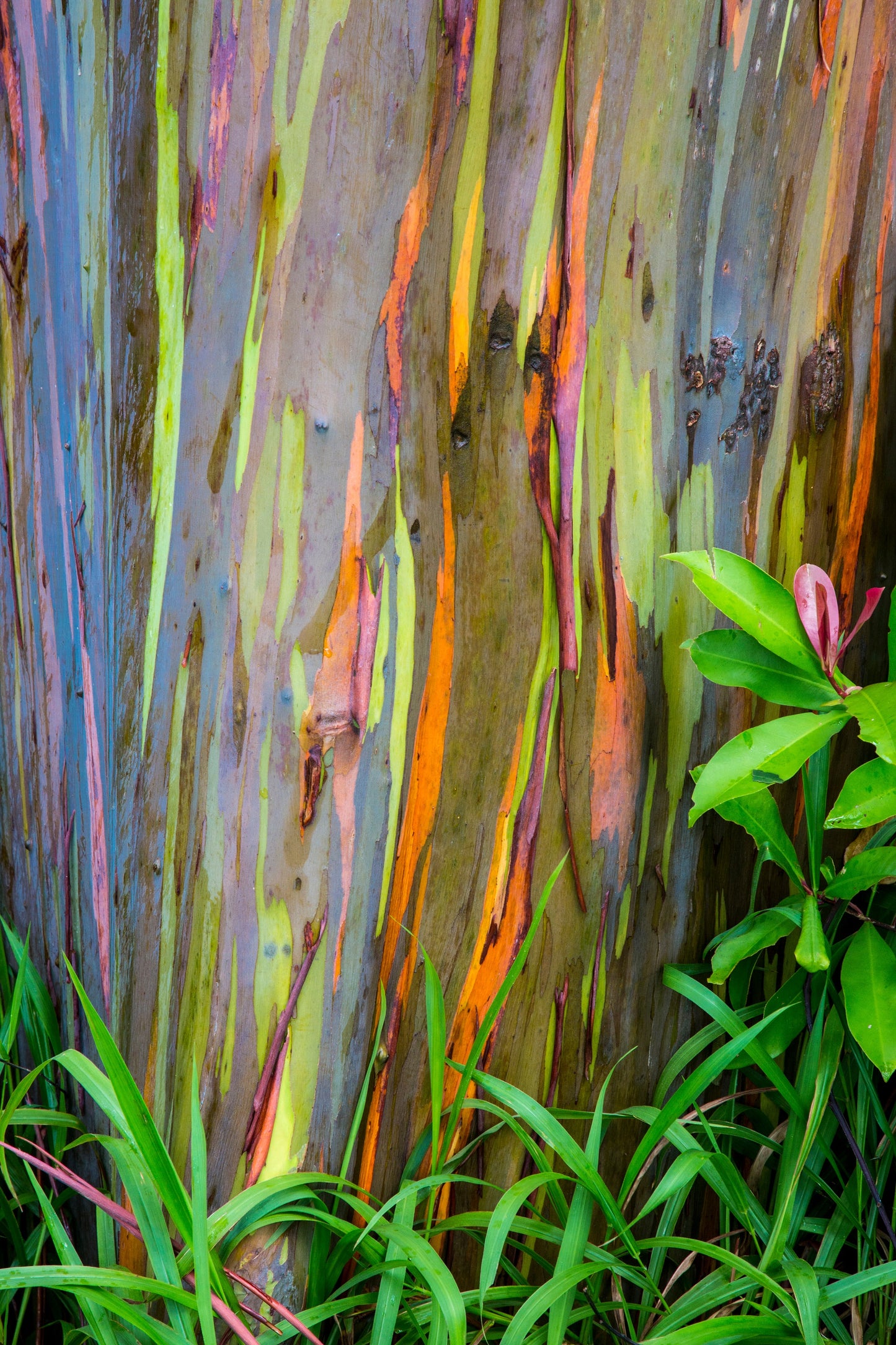 50 RAINBOW EUCALYPTUS Deglupta Gum Multicolor Bark Tree Seeds