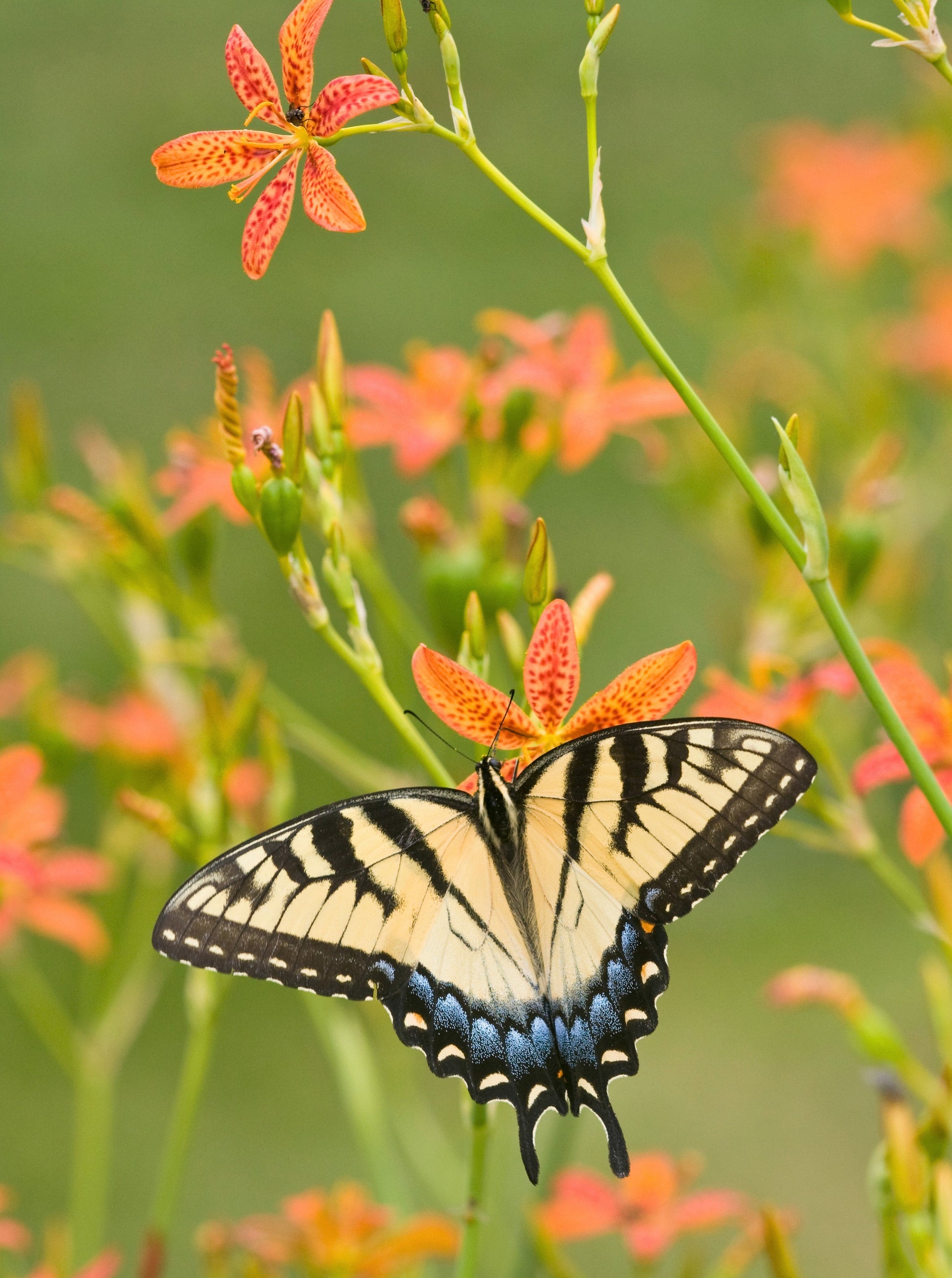blackberry tiger lily 10 FRECKLEFACE BLACKBERRY LILY (Leopard Lily) Belamcanda Chinensis Iri – Seedville USA