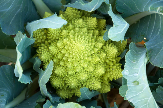 500 ROMANESCO BROCCOLI Broccoflower Roman Cauliflower Pyramid Broccolo Brassica Oleracea Vegetable Seeds