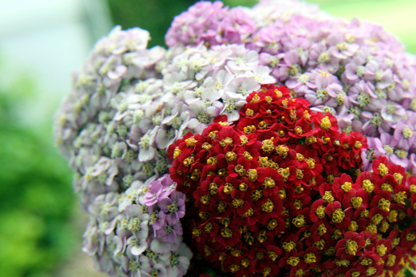 500 MIXED SUMMER YARROW Achillea Millefolium Red Pink White Gold Peach Herb Flower Seeds