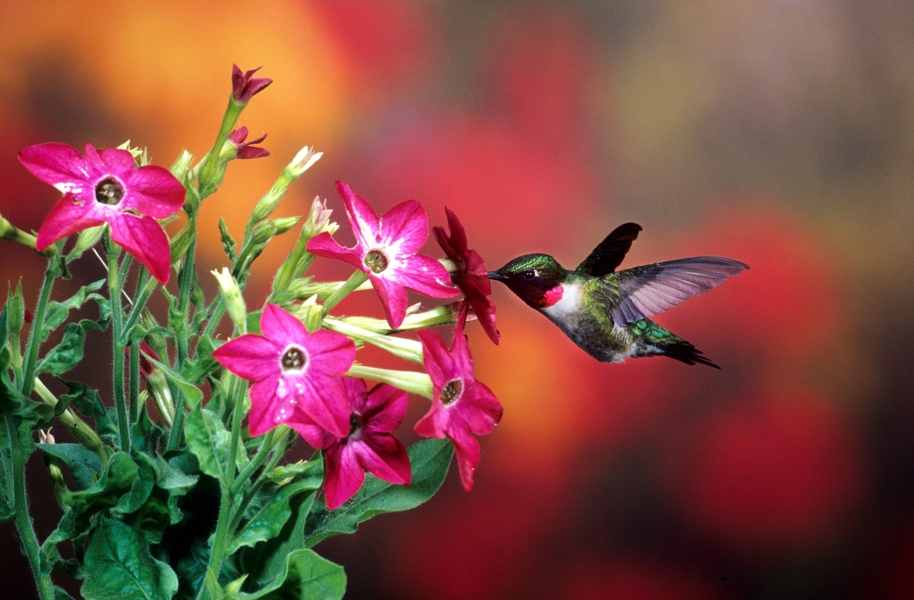 Seedville Nicotiana - Thumbnail 4