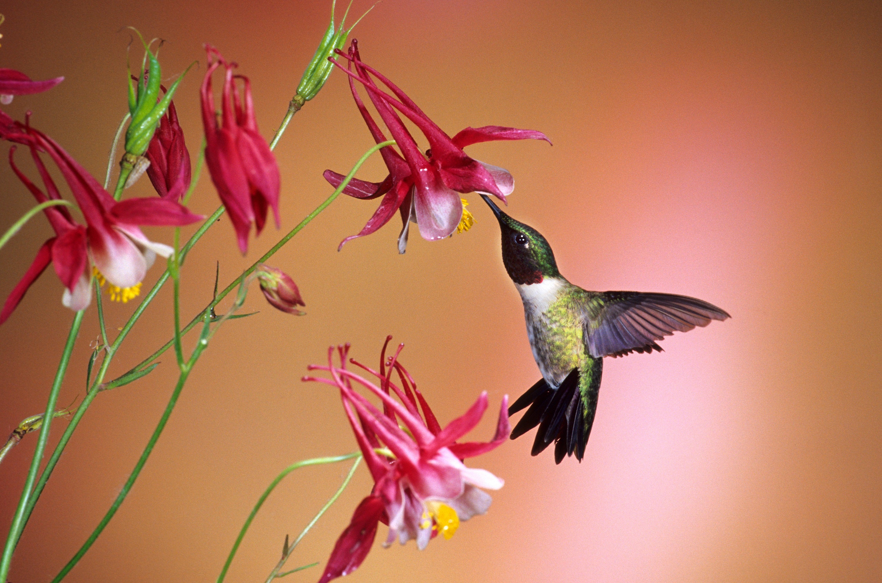 Seedville Columbine Seeds