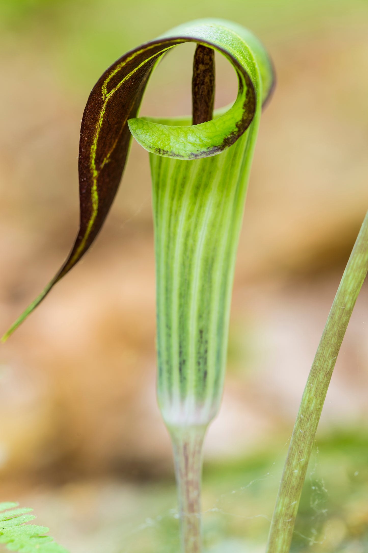 5 JACK IN THE PULPIT Arisaema Triphyllum Native Shade Flower Seeds