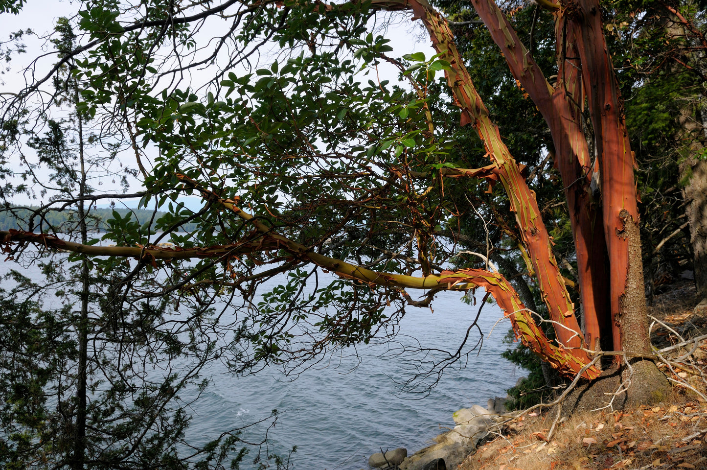 10 PACIFIC MADRONE TREE Bearberry Red Arbutus Menziesii Oregon Laurel Seeds