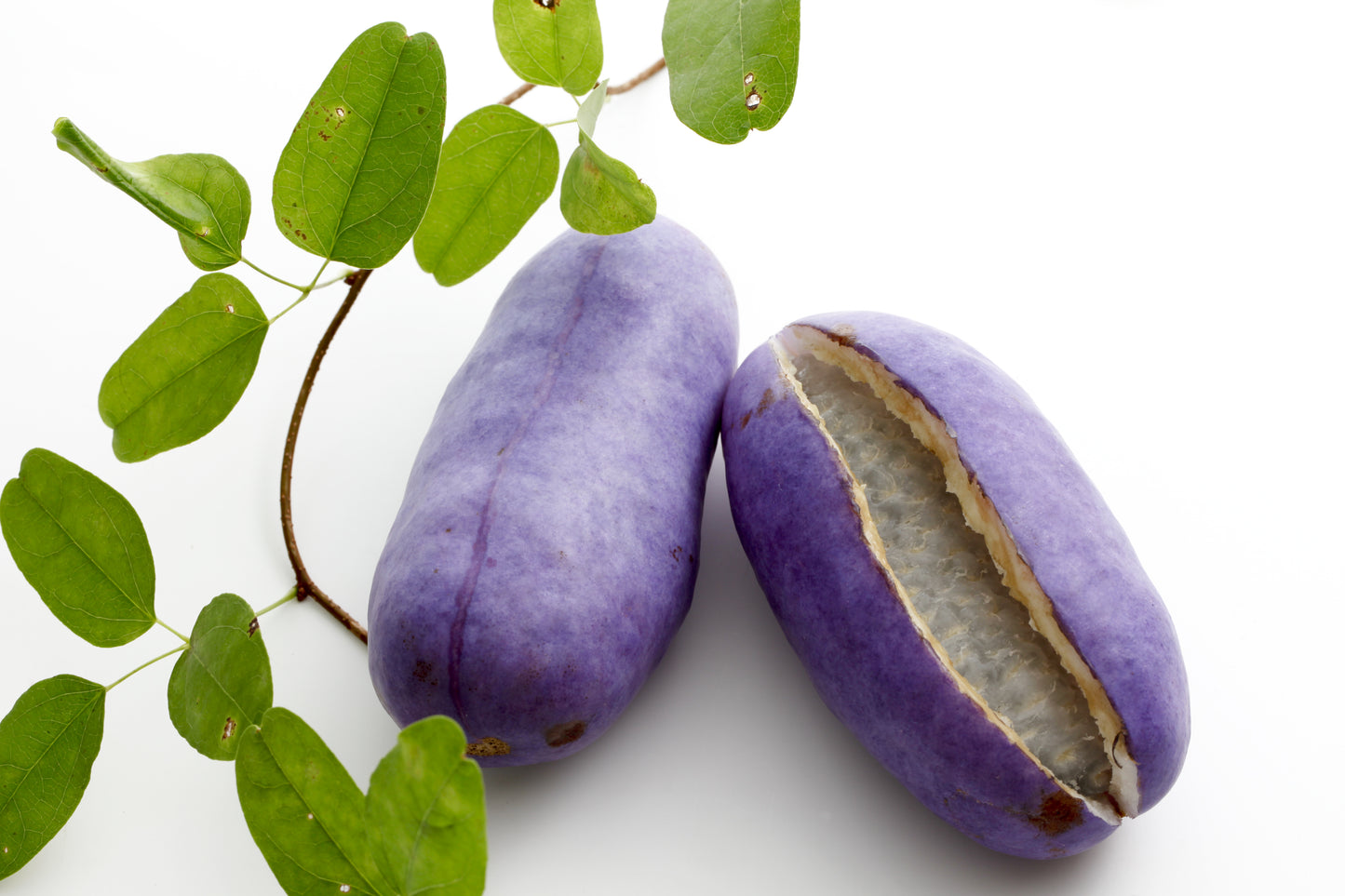 15 CHOCOLATE VINE Edible Fruit Akebia Trifoliata Flower Ornamental Climber Seeds