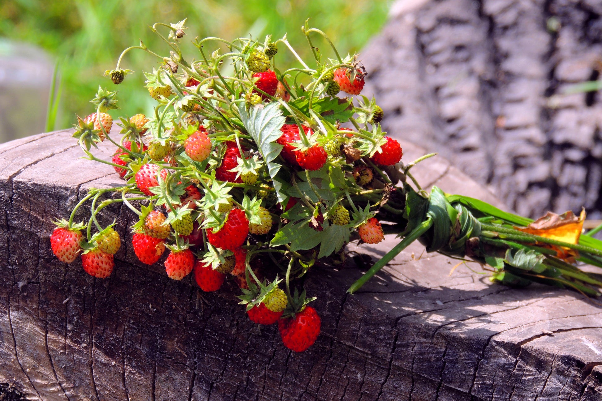 100 VESCA BARON STRAWBERRY Solemacher Berry Fragari Fruit Seeds – Seedville  USA