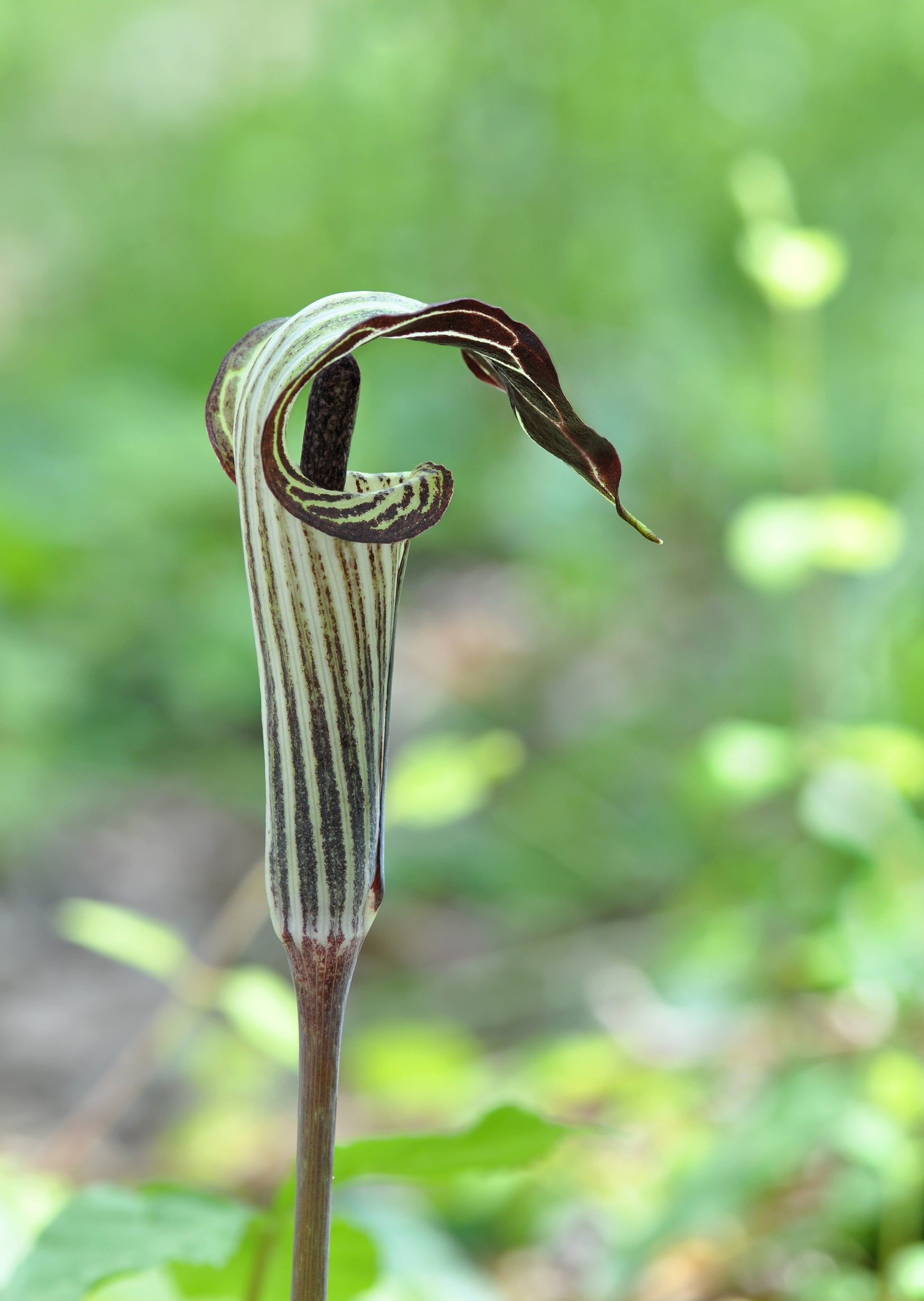 jack plant seeds 5 JACK IN THE PULPIT Arisaema Triphyllum Native Shade Flower Seeds