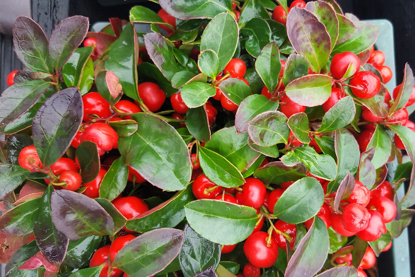 20 Creeping WINTERGREEN / TEABERRY Gaultheria Procumbens Evergreen Flower Seeds