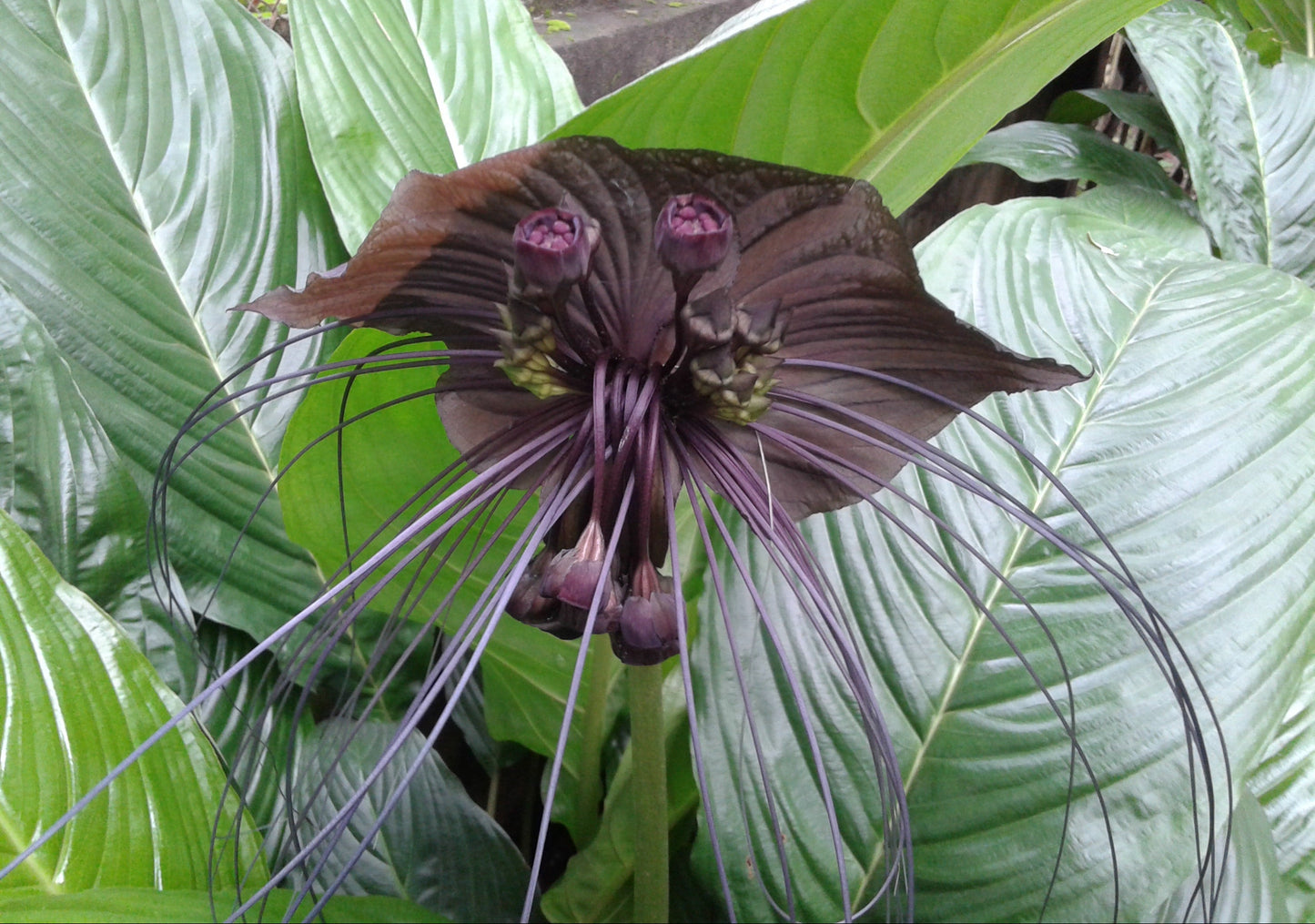 5 BLACK BAT FLOWER ( Cats Whiskers / Devil Flower ) Tacca Chantrieri Flower Seeds