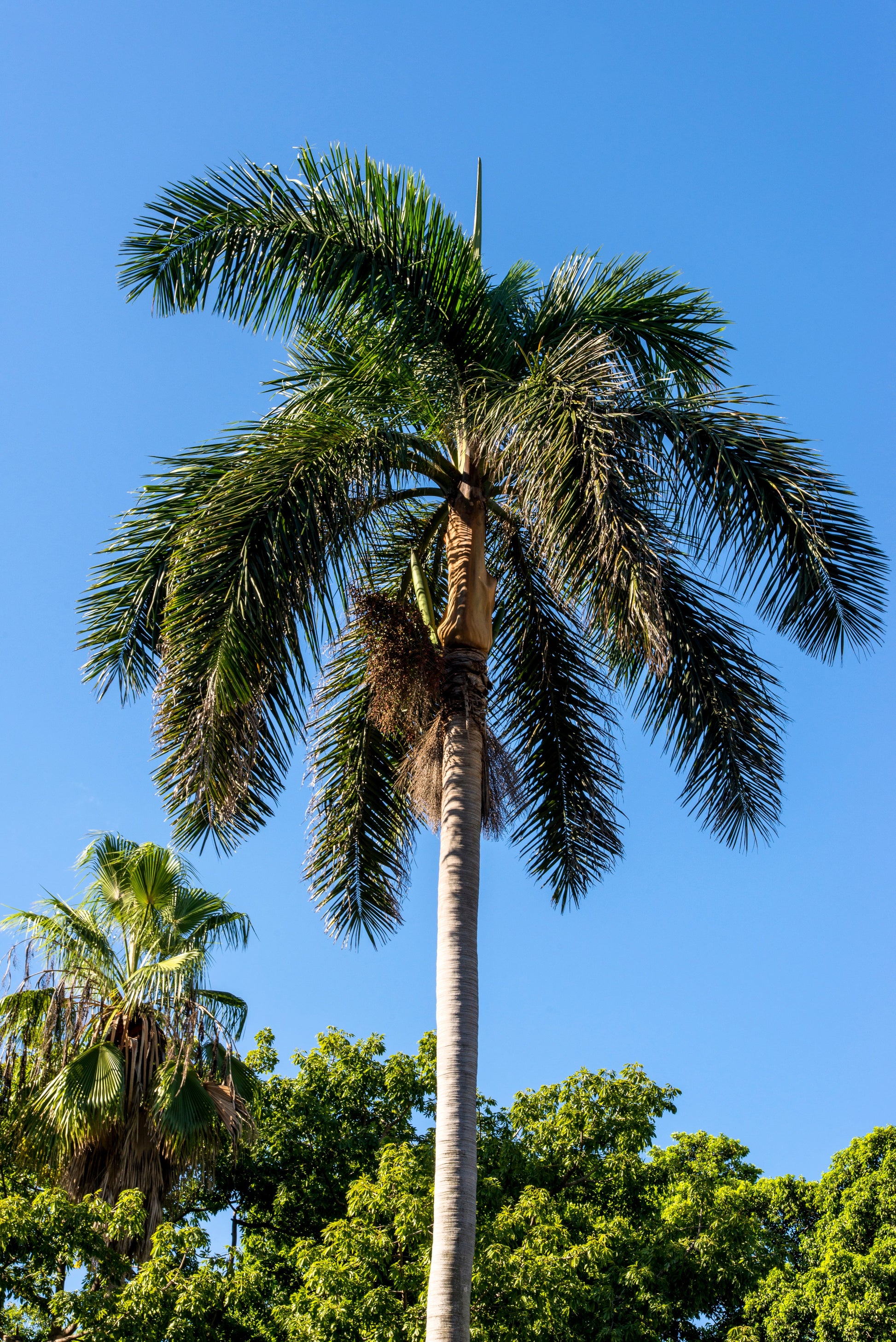 royal palm plant price 10 Florida ROYAL PALM Roystonea Regia Tree Houseplant Seeds