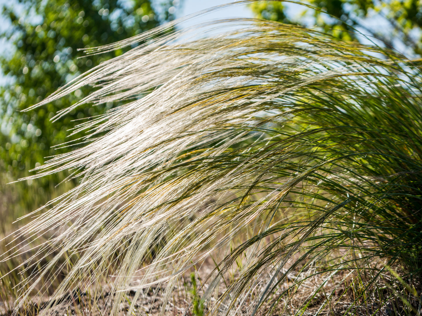 25 MEXICAN FEATHER GRASS Pony Tails Ornamental Stipa Tenuissima Nassella Seeds Wind Whisp