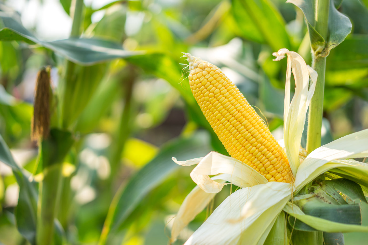 60 YELLOW CORN ' Early Xtra Sweet ' Zea Mays Vegetable Seeds