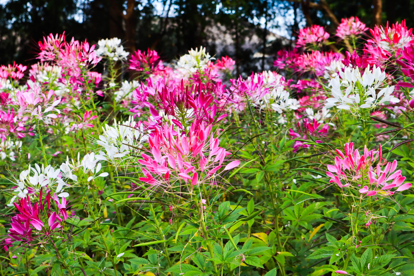 250 MIXED Colors QUEEN CLEOME (Spider Flower) Cleome Hassleriana Cleome Spinosa Flower Seeds