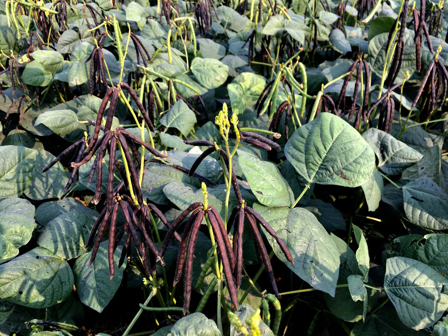 150 MUNG BEAN Moong Sprouts Golden Gram Green Vigna Radiata Vegetable Seeds