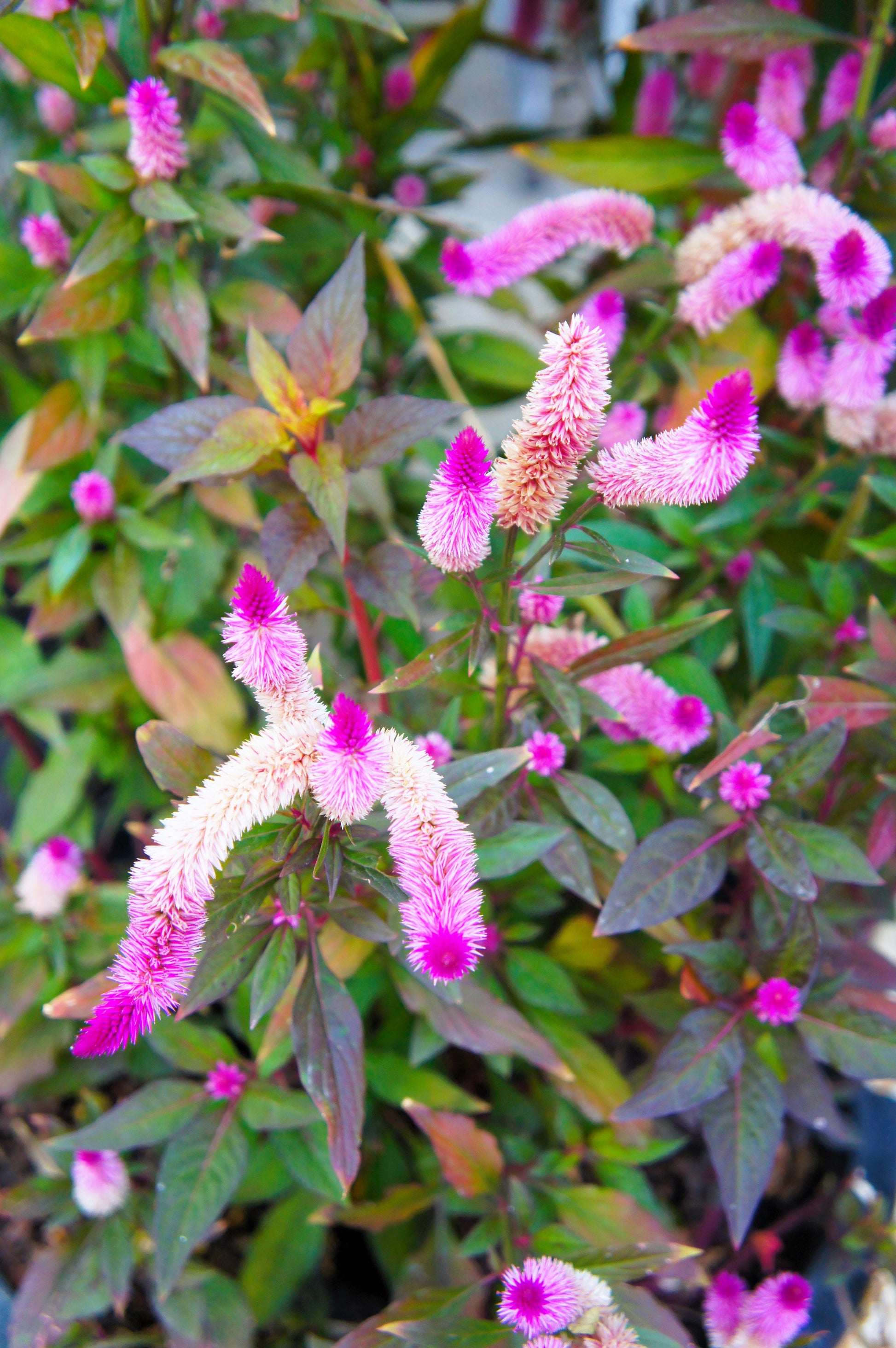 flamingo flower seeds 100 FLAMINGO FEATHER Wheat CELOSIA Spicata Pink & White Flower Seeds – Seedville USA