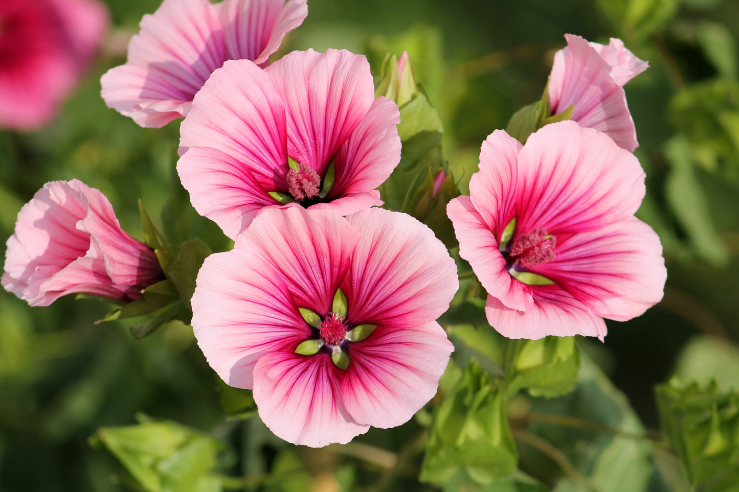 10 VULCAN MALOPE Trifida / Mallowwort / Mallow Flower Seeds