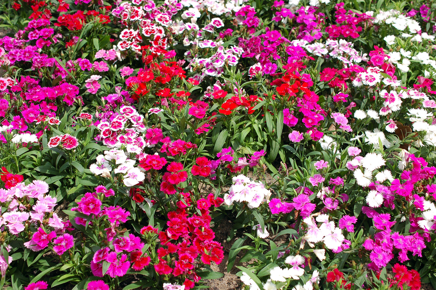 100 WEE Willie Dwarf SWEET WILLIAM Mixed Colors Dianthus Barbatus Flower Seeds