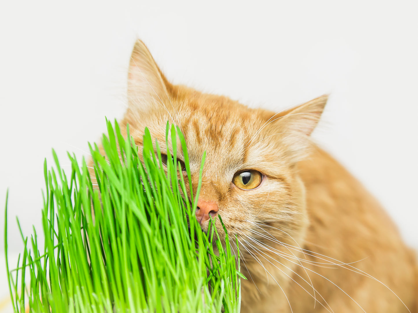 500 Organic CAT GRASS WHEAT Grass Pet Grass Wheatgrass Catgrass Triticum Aestivum Seeds