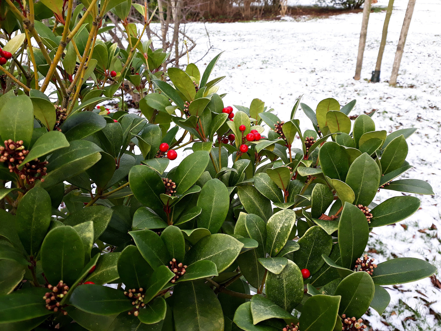 20 Creeping WINTERGREEN / TEABERRY Gaultheria Procumbens Evergreen Flower Seeds