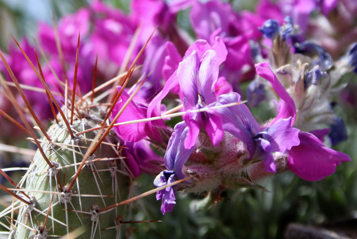 30 Purple LOCOWEED CRAZYWEED Oxytropis Lambertii Native Flower Seeds