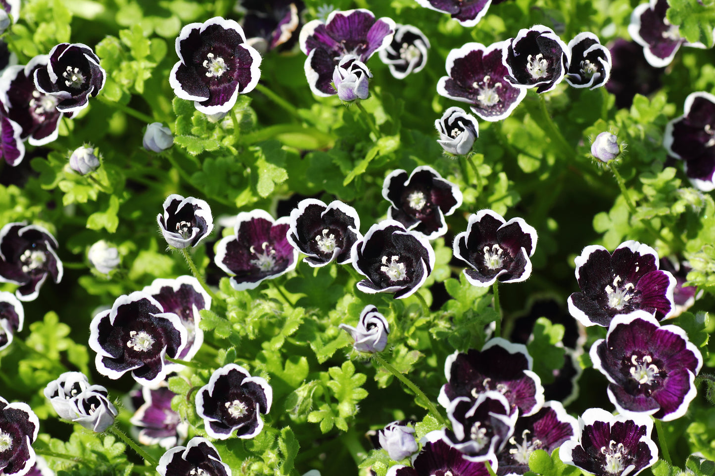 50 PENNIE BLACK - NEMOPHILA Discoidalis Penny White Flower Seeds