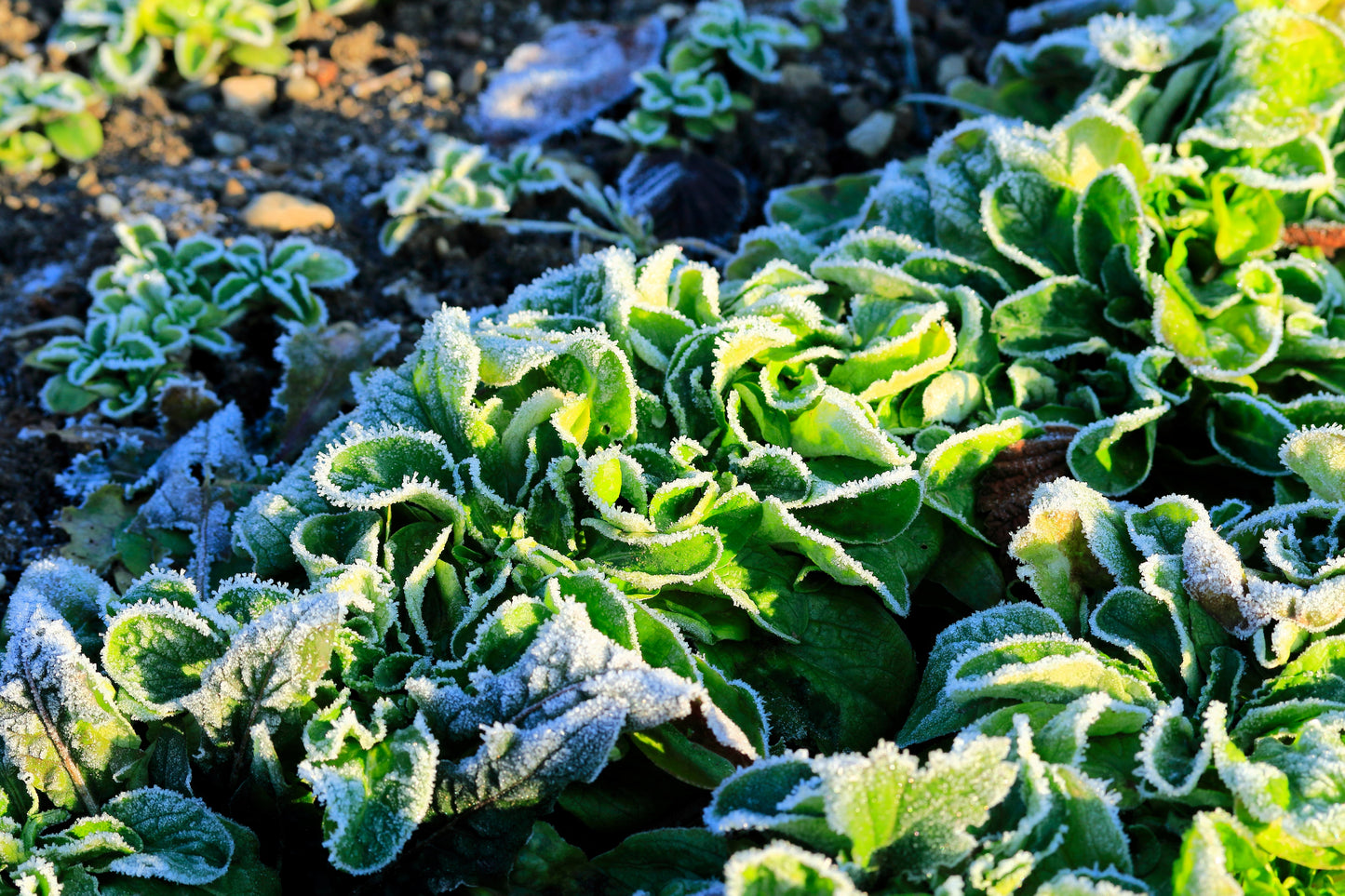 500 Dutch CORN SALAD Lambs Lettuce Valerianella Locusta Herb Vegetable Seeds