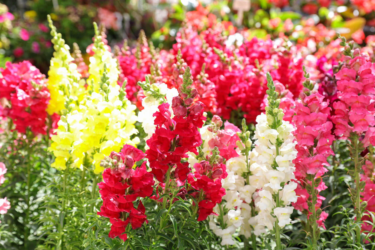 2000 SNAPDRAGON CORONA MIX Antirrhinum Majus Flower Seeds