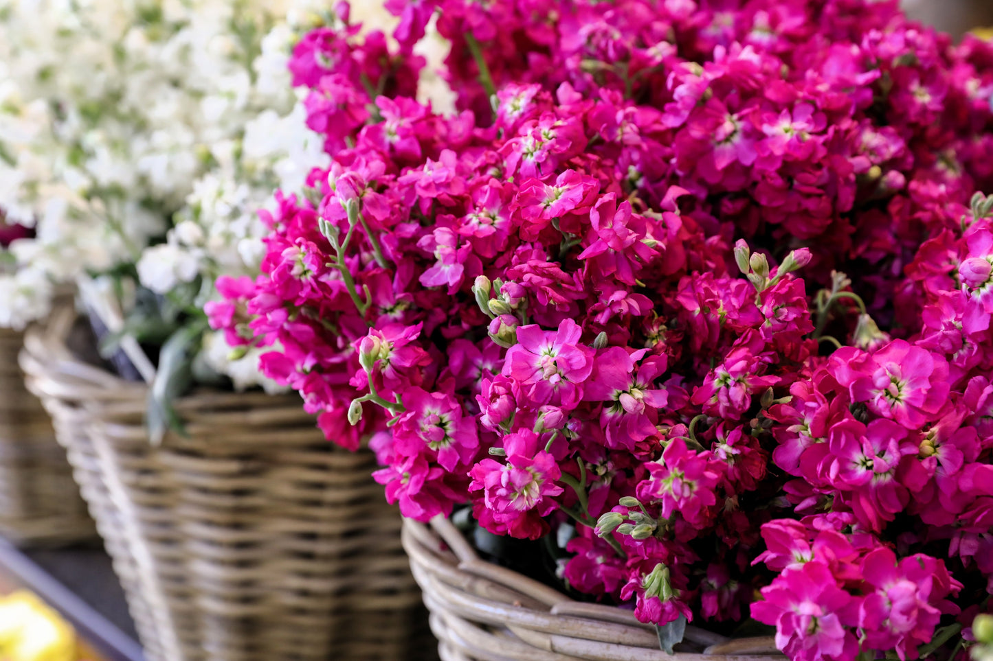 50 Rose PINK STOCK Matthiola Incana Ten-Week Gillyflower Seeds