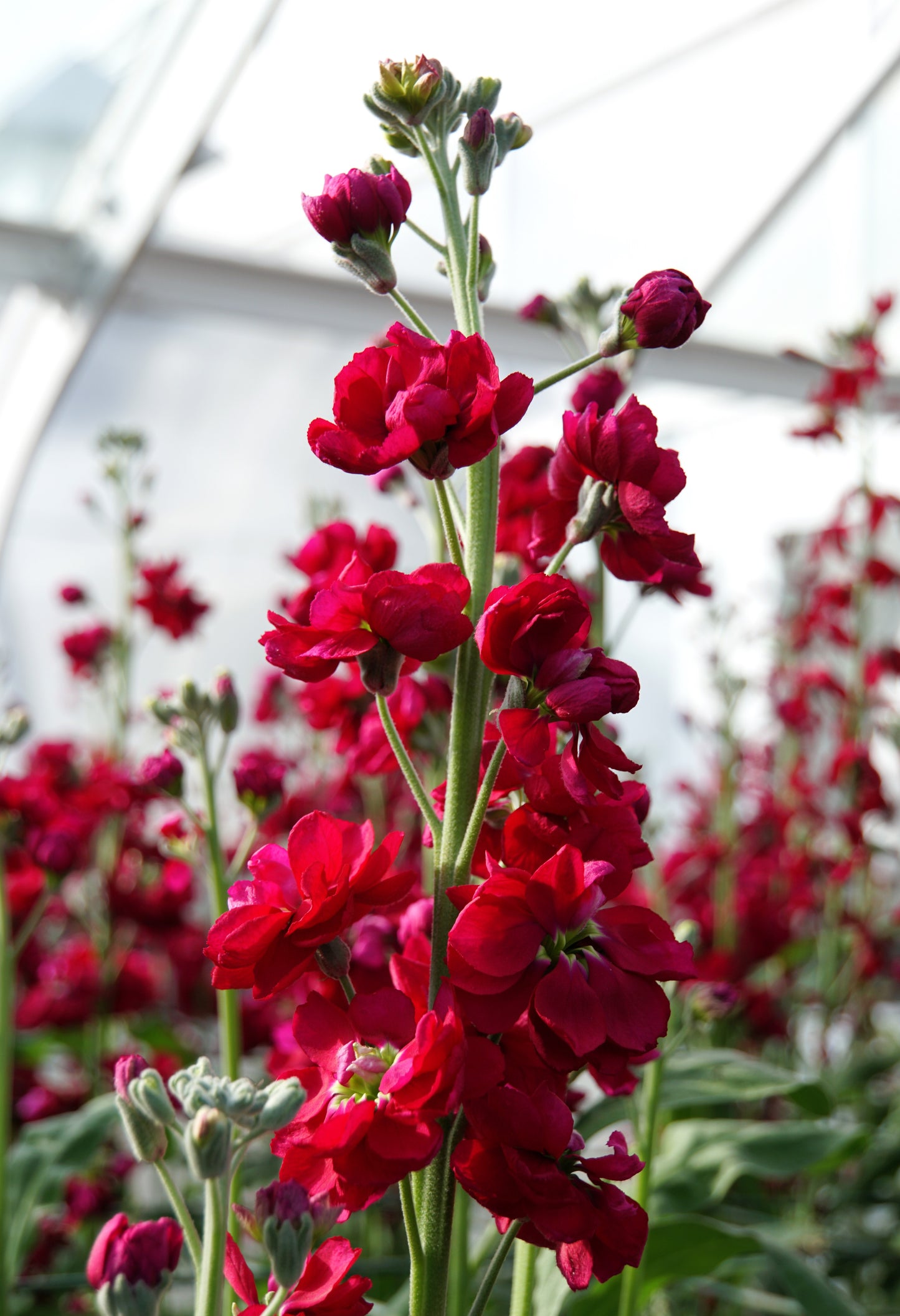 50 Crimson RED STOCK Matthiola Incana Ten-Week Gillyflower Seeds