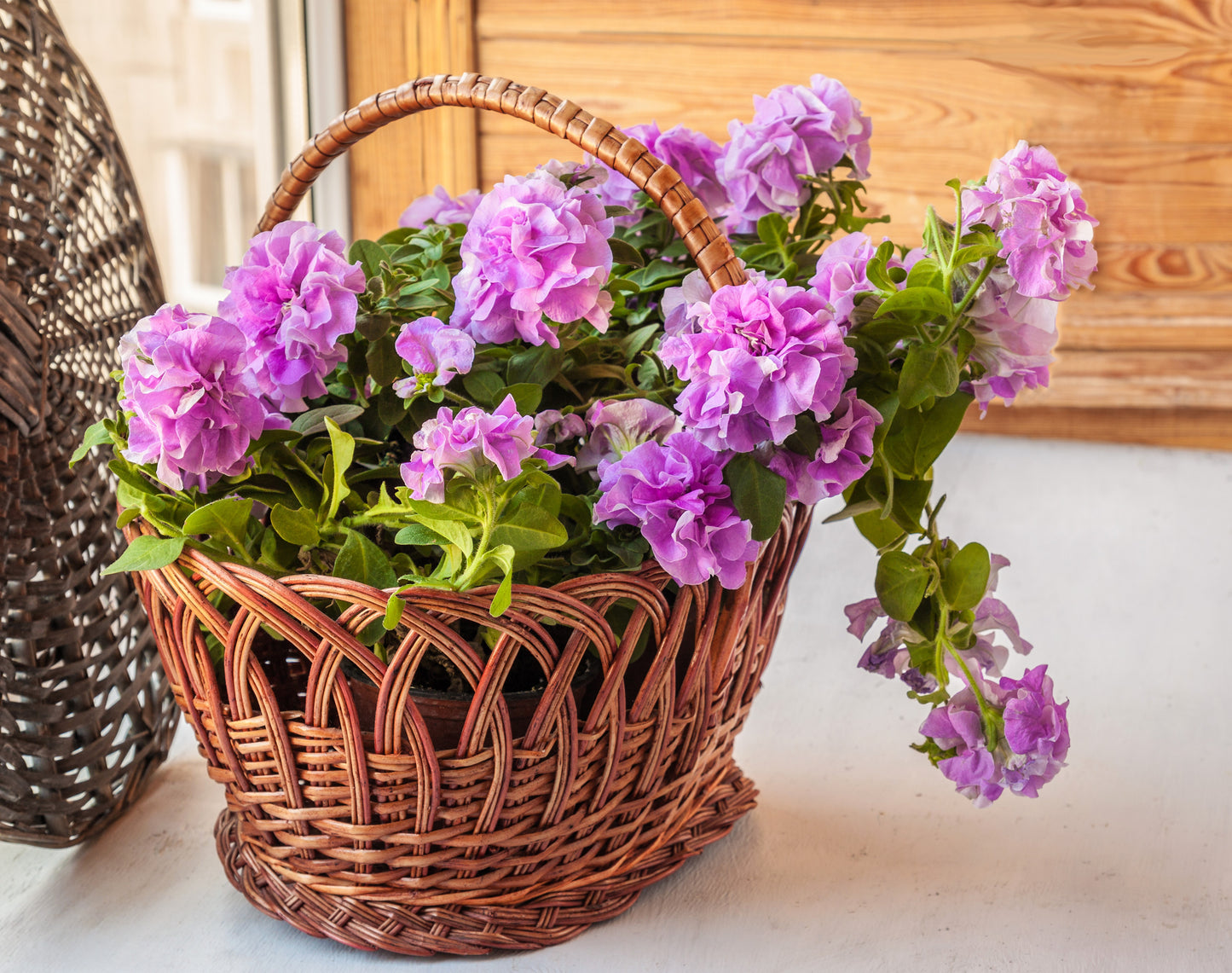 20 DOUBLE MIX PETUNIA Floribunda Red Pink Purple Flower Seeds